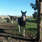 rene coronel - @coronel.rene - Instagram