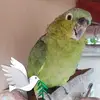 Rene Galvez - @rene.galvez52 - TikTok