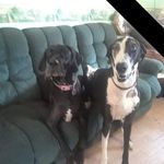 Rene Goulet - @2800cs2dr - Instagram