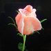 Renee Greer - Facebook