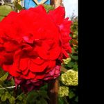 René Hager - @renehager62 - Instagram