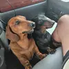 Rene Hanson - @doxie_mom12 - TikTok