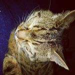 Rene Heller - @dragonappelji - Instagram