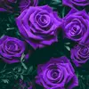 Renee Hines - @renee.hines8 - TikTok