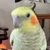 Rene Marion Hiebert - @renemarionhiebert - TikTok