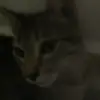Renee Matus - @isageimer89 - TikTok