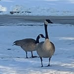 Rene Payes - @57gooseberry_lane - Instagram