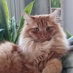 Rene Pennington - @dragonfly53156 - Instagram