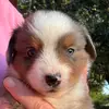 Renee  Pennington - @renee.pennington4 - TikTok