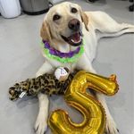 Renee Piper - @renee.tailwagginadventures - Instagram
