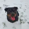 SylvesterRene - @sylvesterrene - TikTok