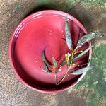 Renee Trudeau - @rensta_pots - Instagram