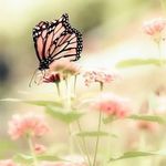 Renee Wheeler - @renee.wheeler.1420 - Instagram