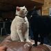 Rene Whitaker - Facebook