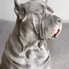 Renea Young Colon - @renea.young.colon - TikTok