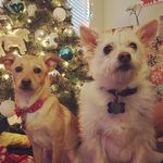 Renee & Ambrose - @renandbrose - Instagram