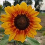 Renee Atkinson - @farmlife6709 - Instagram