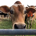 Renee Atkinson - @farmlife7667 - Instagram
