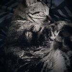 Renee Backus - @amenebelestam - Instagram