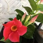 Renee Ball - @mimiball01 - Instagram
