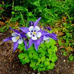 Renee Benedict - @reneeb_lac - Instagram