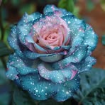 Renee Binkley - Facebook