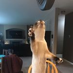 Renee Blackman - @gusgus_luvs_pickles - Instagram