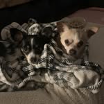 Renee Boyle Todd - @renee911cp - Instagram
