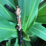 Renee Bravo Spratt - @nolagrdn - Instagram