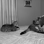 Renée Calabrese - @kittiesholmesandwatson - Instagram