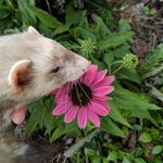 Renee Cannon Smith - @funwithferrets - Instagram