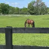 TheFarmof Groveport - @reneeclevenger - TikTok