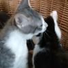 Renee Corbin - @the.nana.pack - TikTok