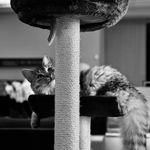 Renée Coty/ Romy - @romythecat_coty - Instagram
