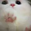 Renee Covington995 - @aurormhxxai - TikTok