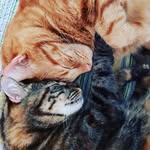 ReneeDaum - @rdaum03 - Instagram