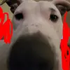 leo...idk - @reneedefoe8 - TikTok