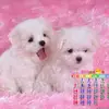 Danielle Rene Denning - @fun_flower_fun - TikTok