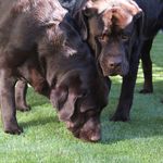 Renee De Pew - @2dogzart - Instagram
