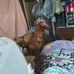 Renee Drake - Facebook