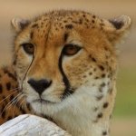 Danielle Renee Ferris - @cheetah2991 - Instagram