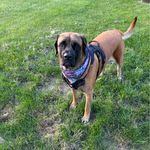 Renee' Funk - @greyhoundmom13 - Instagram