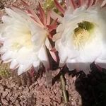 Renee Gardner - @greneeg111 - Instagram