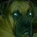 Renee Geddes - Facebook