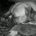Renee Heslep Geddes - Facebook