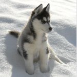 Alyssa Renee Hamm - @doglovero07 - Instagram