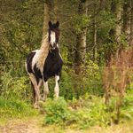 Renee Karen Holmsgaard Hansen - @holmsgaardhorsemanship - Instagram