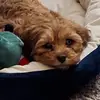 Renee Hendricks - @skipperthecavapoo - TikTok