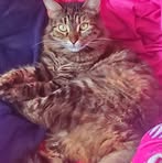 Renee Holt - Facebook