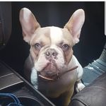Brandon & Renee Hooper - @hoopers_frenchies - Instagram